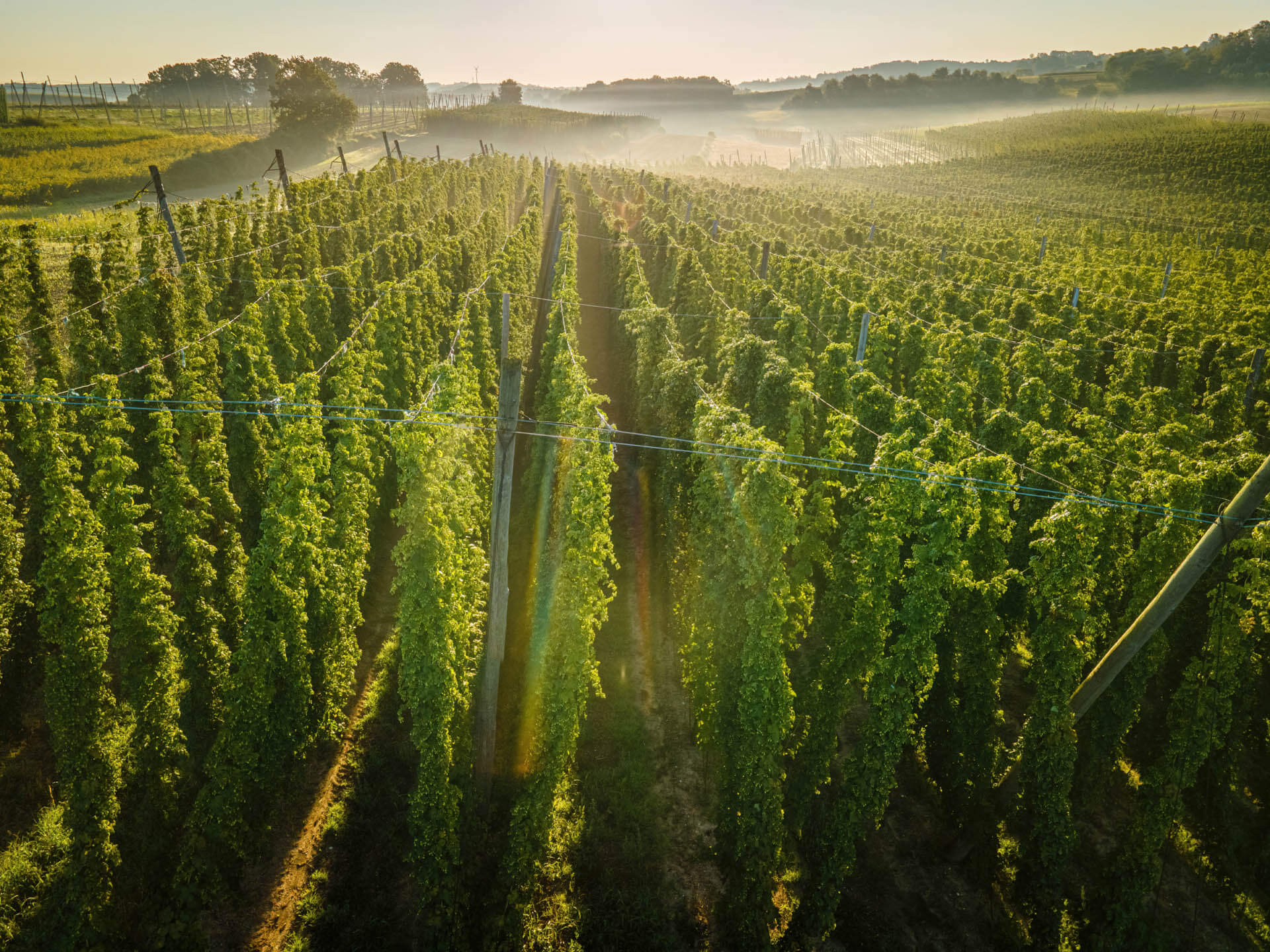 Hop field view from top with morning fog